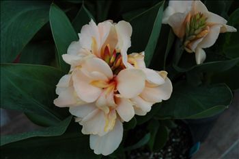 Canna Creamsicle